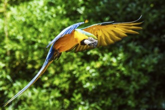 Blue-and-yellow macaw, Ara ararauna, bird in flight