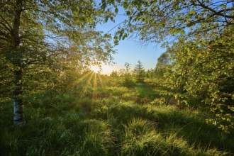 Rays of sunlight shine through trees and leaves onto a green forest clearing and create a peaceful