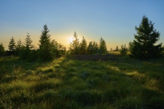 Sunset behind fir trees stretches across a wide grassy landscape and bathes the scene in warm