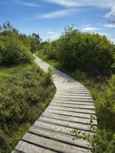 A winding wooden path winds through a green landscape in sunny weather, summer, High Fens, Eifel