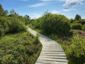 A winding wooden path through green vegetation under a blue sky, summer, High Fens, Eifel National