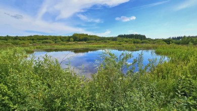 A quiet moor lake surrounded by green vegetation under a blue sky, summer, High Fens, Eifel