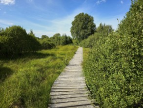 A wooden path runs through green fields with trees under a clear sky, summer, High Fens, Eifel