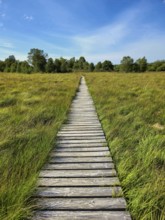 A wooden footbridge leads through a green meadow under a clear blue sky, summer, High Fens, Eifel