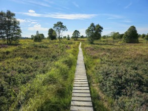 A wooden path winds through a moorland landscape under a blue sky, summer, High Fens, Eifel