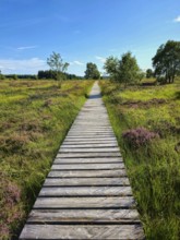 A wooden path leads through an area overgrown with heather and trees, summer, High Fens, Eifel