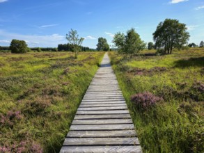 A wooden path runs through a heath landscape under a blue sky, summer, High Fens, Eifel National