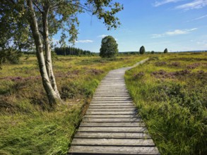 A winding wooden path under a blue sky, surrounded by heathland and trees, summer, High Fens, Eifel
