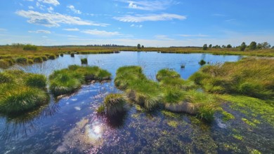 A calm moor lake under a blue sky with light clouds, summer, High Fens, Eifel National Park,