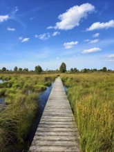 Straight wooden path through a wide moor landscape under a blue sky with white clouds, summer, High