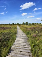 Wooden path winds through a green moor landscape with purple heather fields and blue sky, summer,
