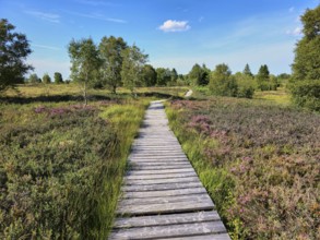 Narrow wooden path in grassy heath landscape, surrounded by different shades of green and trees,