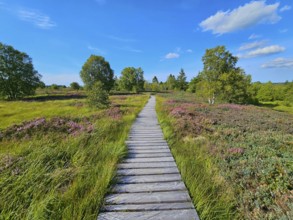 Straight wooden path leads through heather-covered landscape with surrounding trees and blue sky,