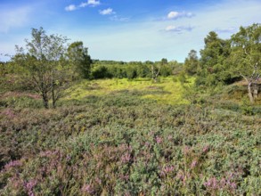 Vast heath landscape with purple heather flowers and green trees under a blue sky, summer, High