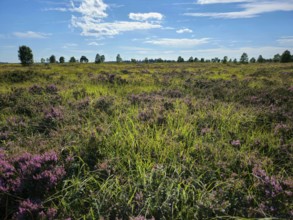 Dense area of heather and meadow under a wide blue sky, summer, High Fens, Eifel National Park,