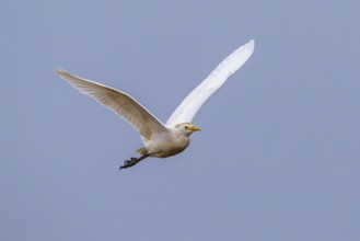 Cattle Egret, Bubulcus Ibis, bird in a flight