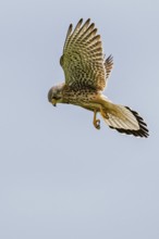 Common Kestrel, Falco tinnunculus, bird in flight