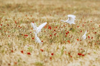 Cattle Egret, Bubulcus Ibis, bird in a field of grain and Red poppies