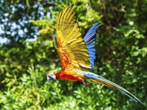 Scarlet macaw, Ara macao, bird in flight