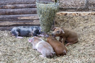 Piglets in the barn