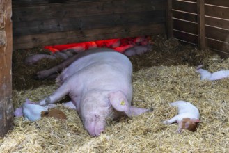 Mother pig with piglet