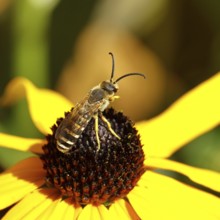 Yellow-banded furrow bee (Halictus scabiosae), on yellow coneflower (Echinacea paradoxa),