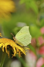 Lemon butterfly (Gonepteryx rhamny) on a yellow flower of a Great Telekie (Telekia speciosa),