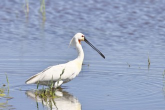 Spoonbill (Platalea leucorodia), adult bird standing in the water while foraging, adult bird in its