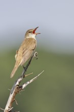 Great Reed Warbler (Acrocephalus arundinaceus), with open beak, singing, twittering, sitting on a