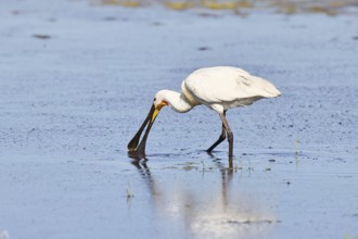 Spoonbill (Platalea leucorodia), adult bird walking through shallow water in search of food, adult