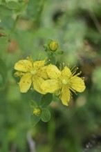 Common St John's wort (Hypericum perforatum), spotted St John's wort or common St John's wort