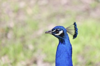 Indian peafowl (Pavo scalloped ribbonfish), portrait, captive, North Rhine-Westphalia, Germany