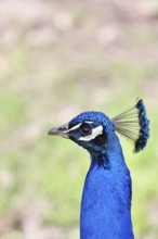 Indian peafowl (Pavo scalloped ribbonfish), portrait, captive, North Rhine-Westphalia, Germany