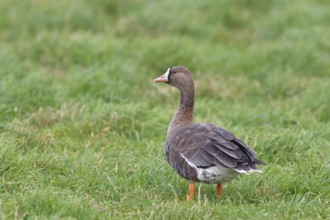 White-fronted goose (Anser albifrons), standing in a meadow in the wintering area, wildlife,