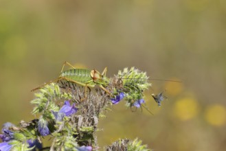 Steppe saddle grasshopper, steppe saddle grasshopper (Ephippiger ephippiger), male, on Viper's