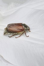 Cockchafer, field cockchafer (Melolontha melolontha), female on a clematis flower, Wilnsdorf, North