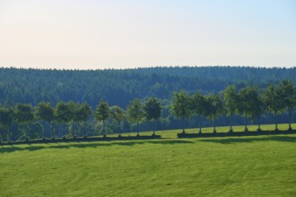 Row of trees on a gentle green meadow in front of a wooded backdrop, summer, Rohren, Monschau,