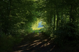 A forest path densely lined with trees, interrupted by light reflections, summer, Rohren, Monschau,