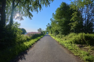 A tree-lined path shines in the sunlight, a summer idyll, summer, Rohren, Monschau, Eifel, North