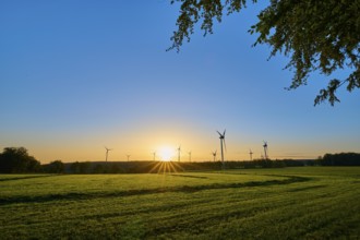 Wind turbines stand in a meadow while the sun rises gently on the horizon and provides light,