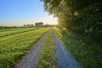 Field path at sunrise with trees and wind turbines in the distance, surrounded by green fields,