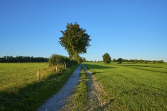 Narrow path leads through green fields, surrounded by tall trees under a clear sky in the morning
