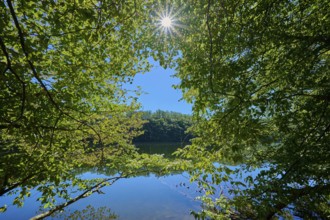 The sun shines through the dense leaves onto the clear water of the lake, summer, Rursee, Obersee,