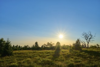 The sun over a green meadow and illuminates the trees on the horizon, High Fens, Eifel, LiÃ¨ge,