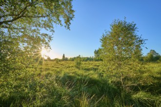 Gentle sunlight pervades the green of the landscape in the evening, High Fens, Eifel, LiÃ¨ge,