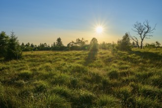 The setting sun bathes the meadow and trees in warm light, High Fens, Eifel, LiÃ¨ge, Belgium