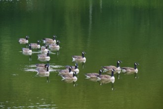 Canada geese (Branta canadensis), swimming together on a calm, green lake, summer, Rursee, Rurberg,