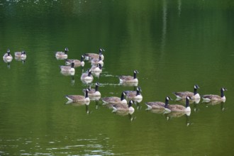 Group of Canada geese (Branta canadensis), on a still, green body of water, summer, Rursee,