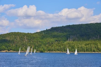 Several sailing boats on a lake in front of a wooded backdrop and blue sky, summer, Rursee,