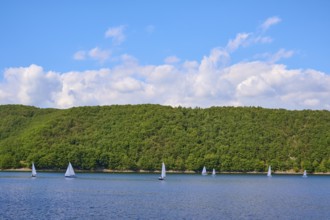 Small sailing boats sailing close to the wooded shore of a quiet lake under a blue sky, summer,